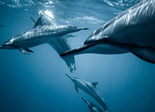 以官方入口的力量为信任护航：官方直达，守护用户每一次选择